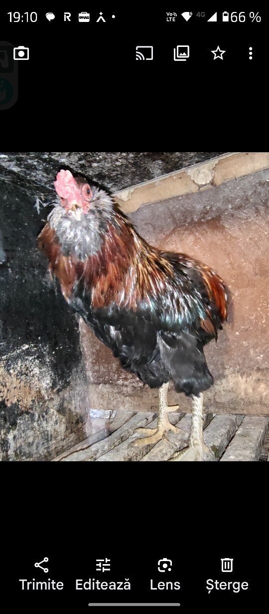 Australorp,familie,oua pentru incubat