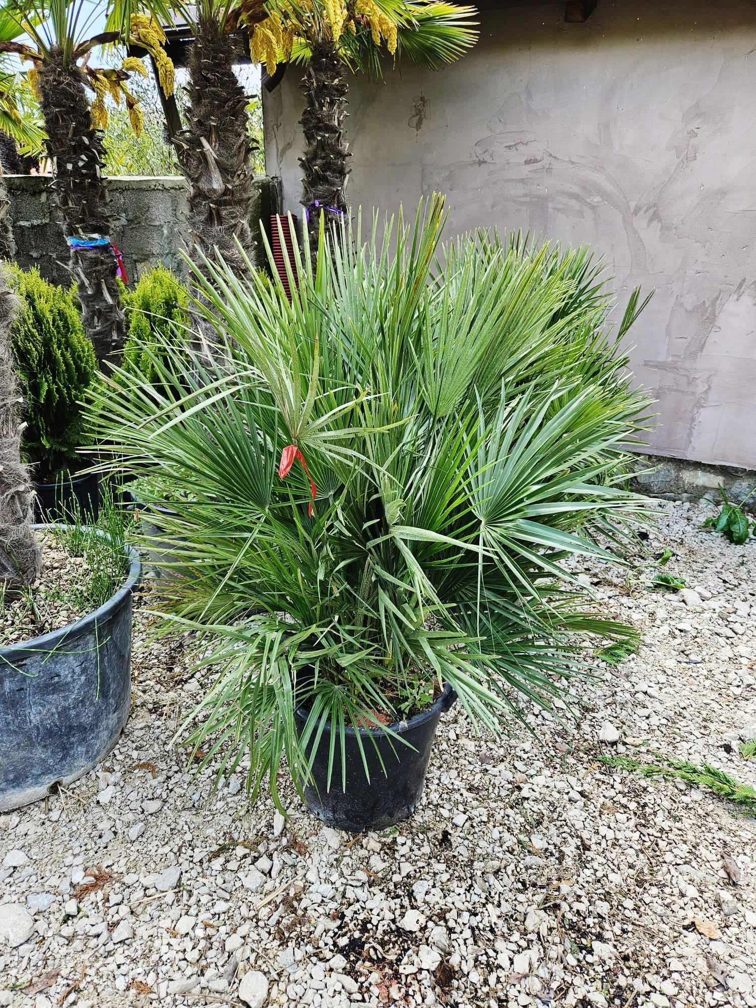 Yucca si palmieri calitate extra