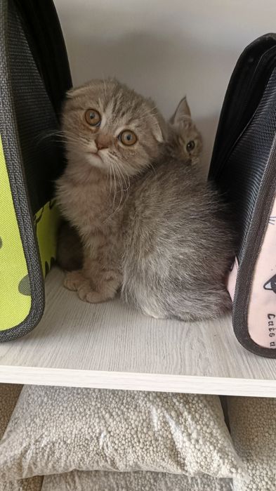 Продается шотландский котята