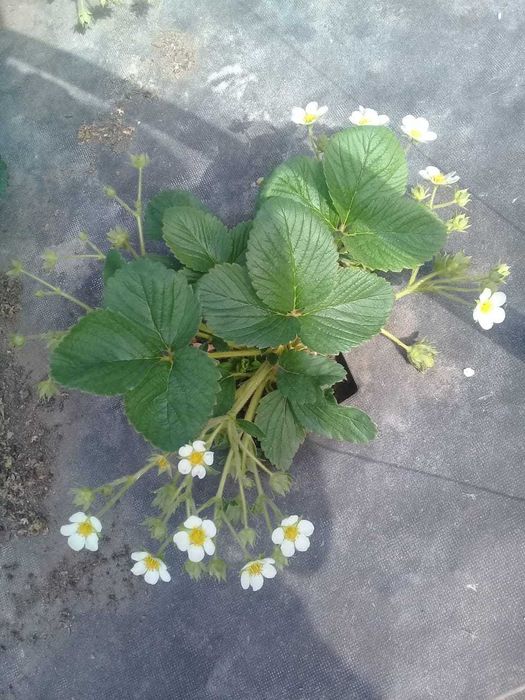 Продам саженцы клубники