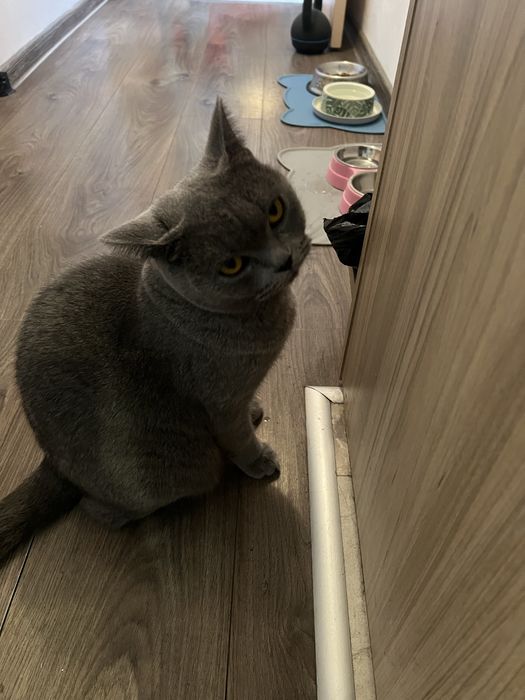 Сладка пухкава британка