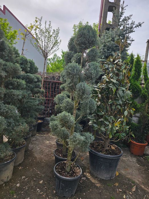 Tuia smarald lelandy braband spirale pon pon magnolia mesteacăn