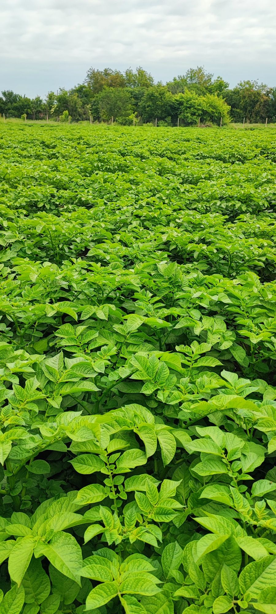 Картофи-сорт Сорая