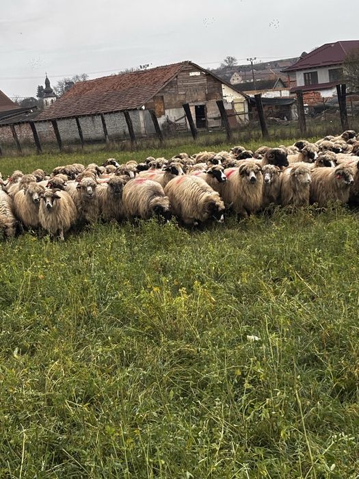 Anunti oi de vanzare