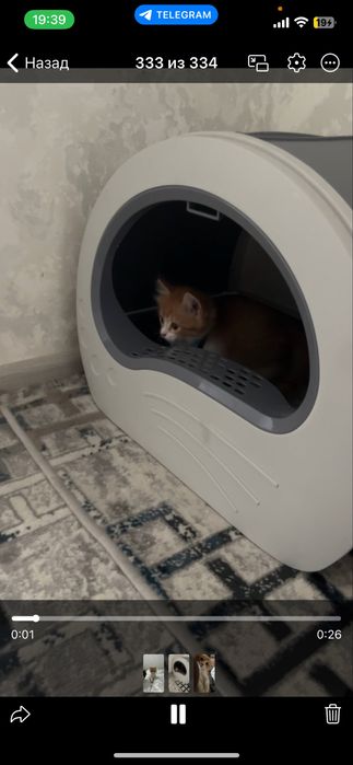 Продоётся котёнок