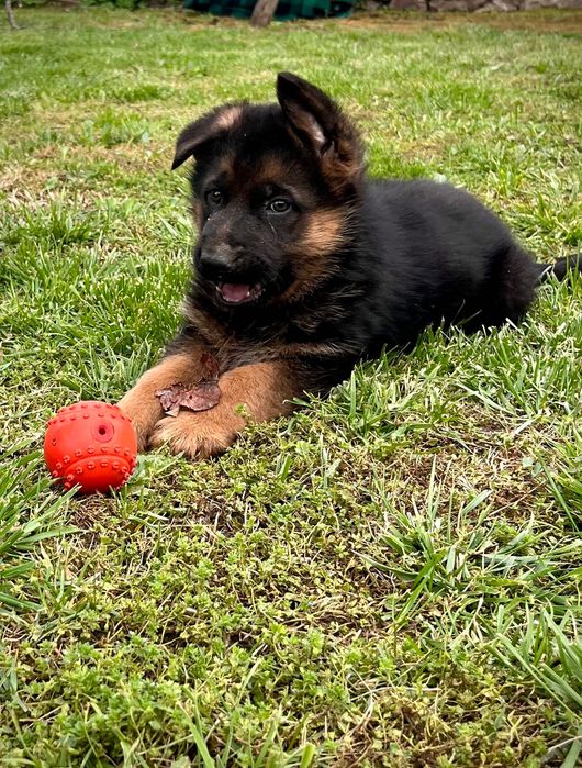 Немска овчарка женска