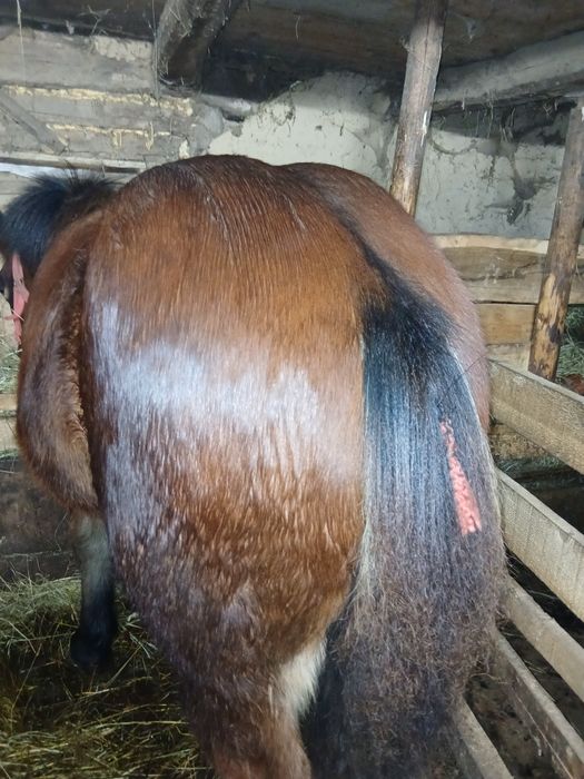 Schimb cu vaca cu vitel