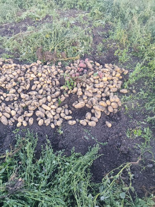 Продам картошку свежую