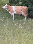 Vaca Baltata românească de vanzare
