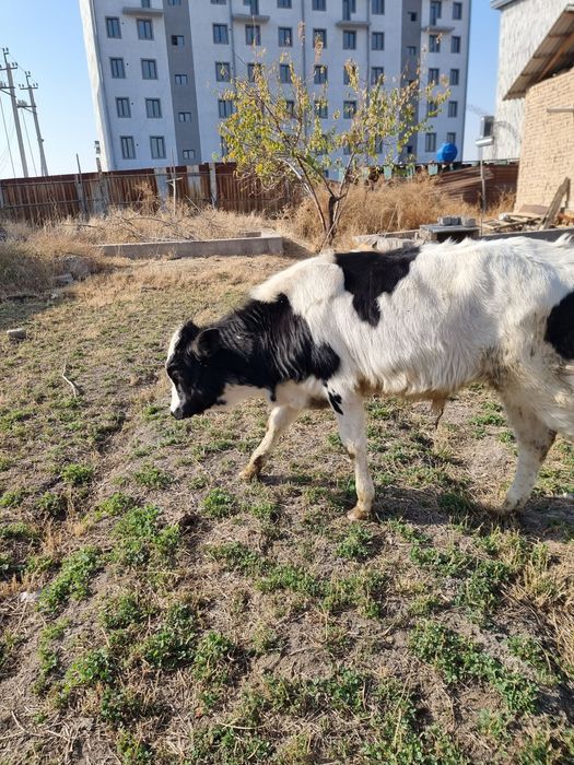 Букача сотилади сифати зор