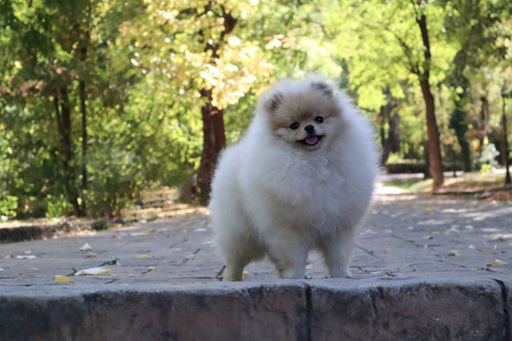 Уникално момиченце померан с родословие FCI