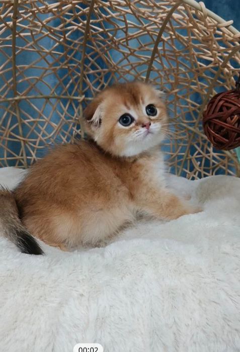 Продаётся чистокровной элитный котёнок скоттиш-фолд