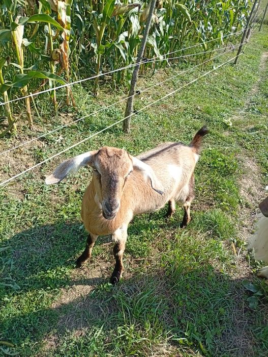 Vînd 1 ieduă ANGLO NUBIANĂ