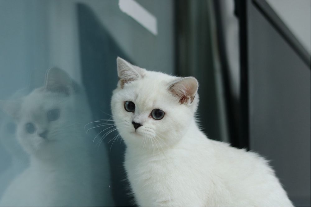 Британска чинчила