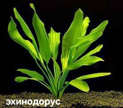 Растения растёт без Co2