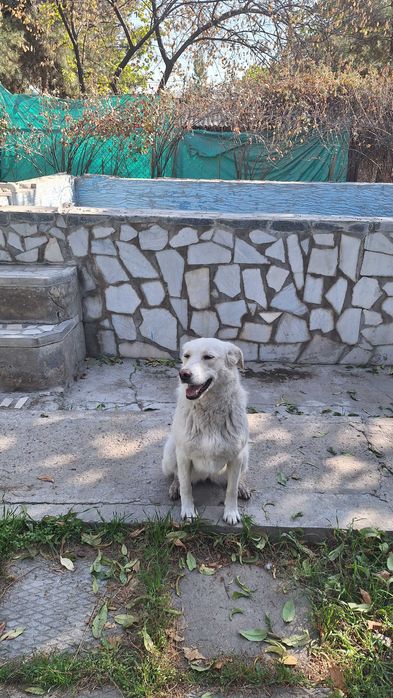 Отдам собаку в хорошие руки!