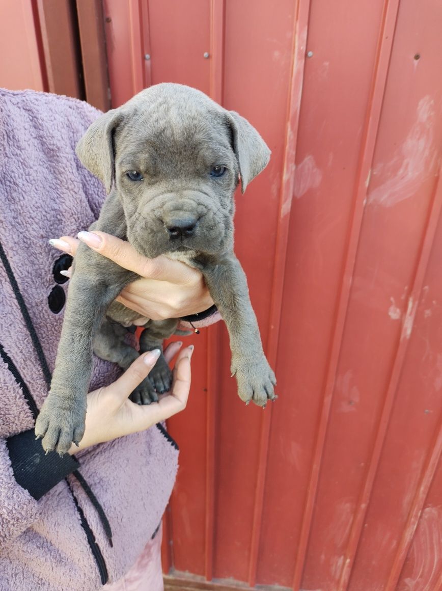 Cane corso pui în căutare de noi stapani