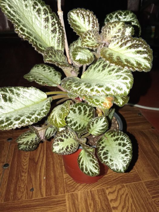 Продается Эписция.