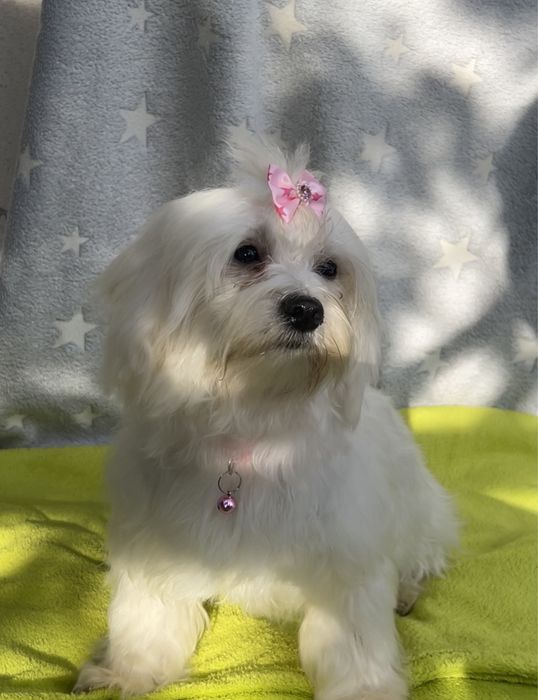 Bichon Maltez, 10 luni – cu pașaport, microcip și vaccinuri complete