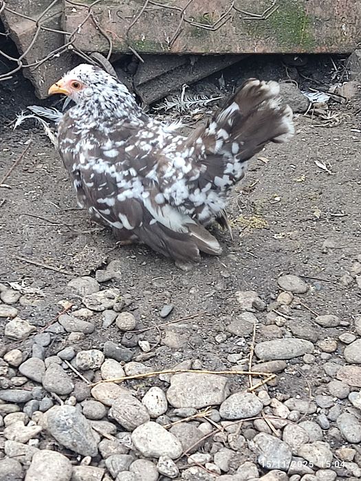 De vânzare o familie de chabo