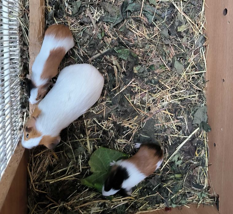 Porcușori De Guineea