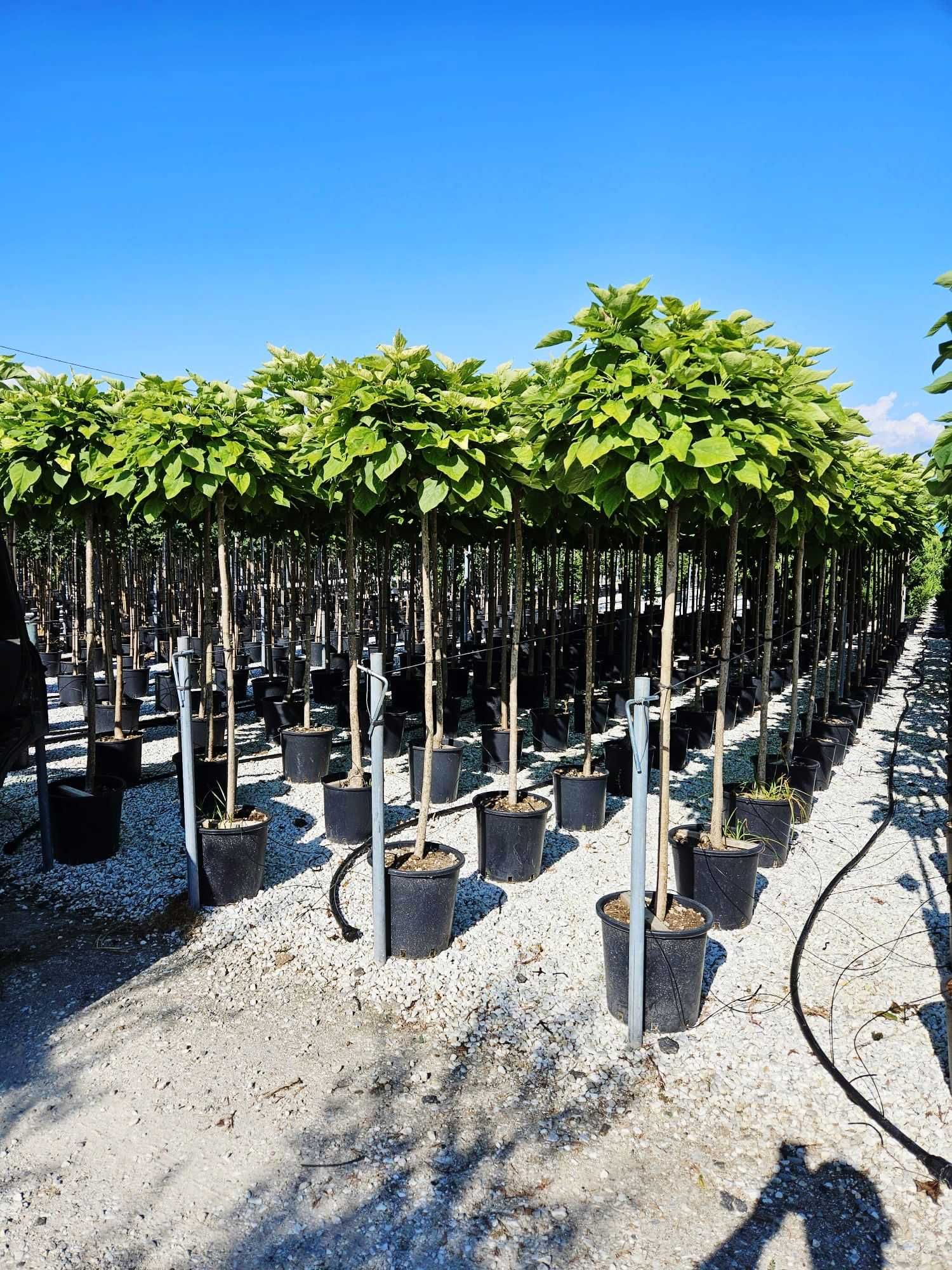 Catalpa Globulara Bungei