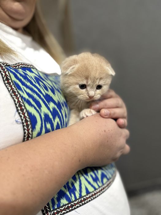 Котёнок Скотиш Фолд 1 месяц