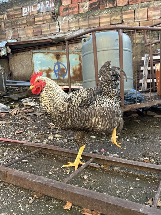 Продавам едри ,млади петли за месо 25лв/брой