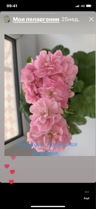 Пеларгония Miss Rose