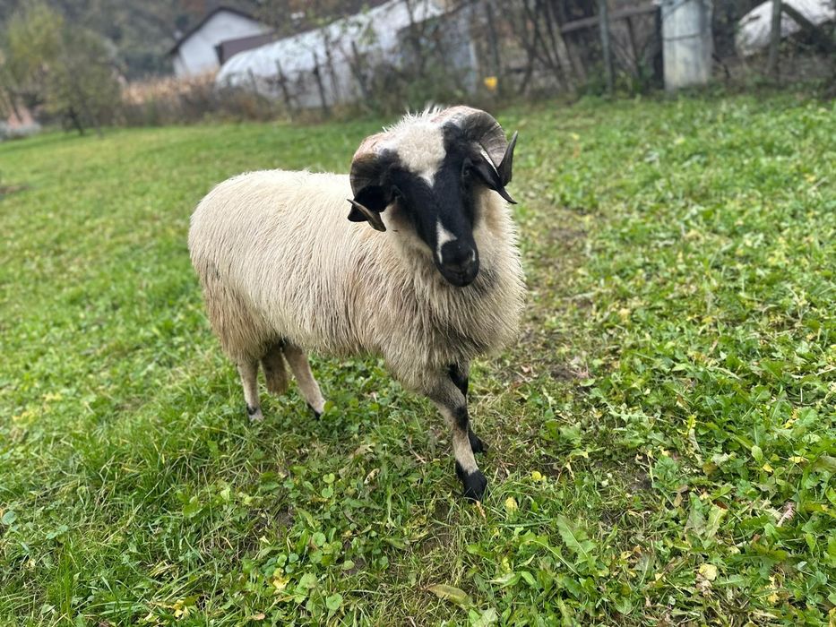 Berbecut de vanzare 1200 lei.