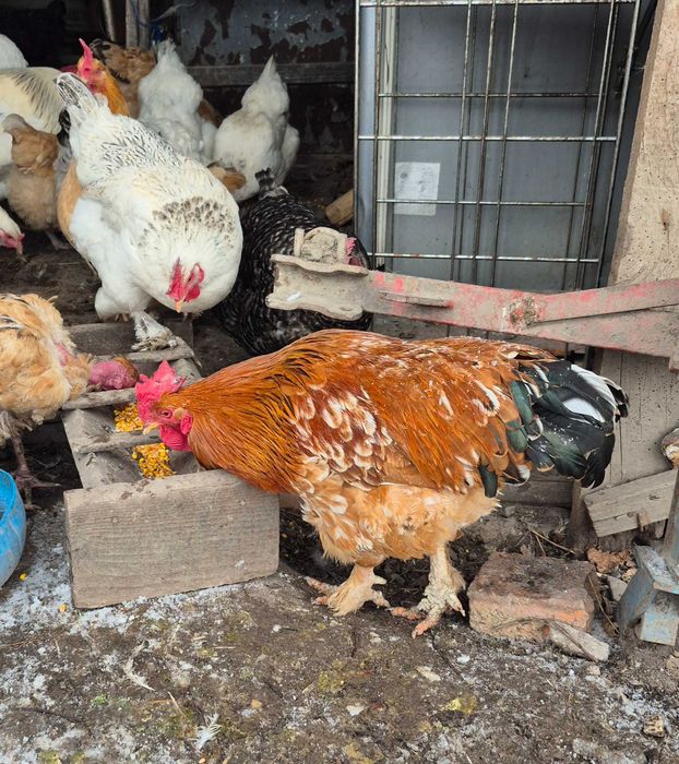 Vând doi cocosi mari bio