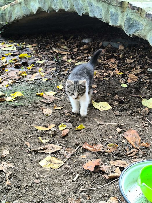 Две котета си търсят дом подарявам ги