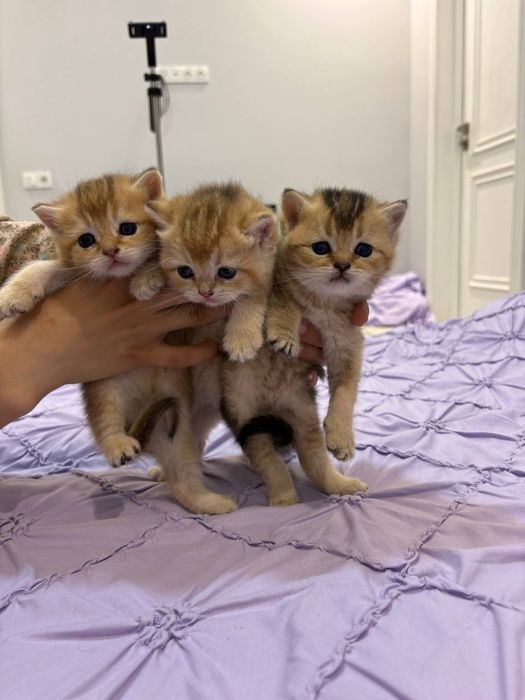 Zalatisti shinshilla ny12 britan