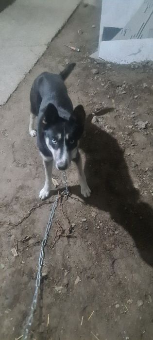 Срочно продам хаски собаку