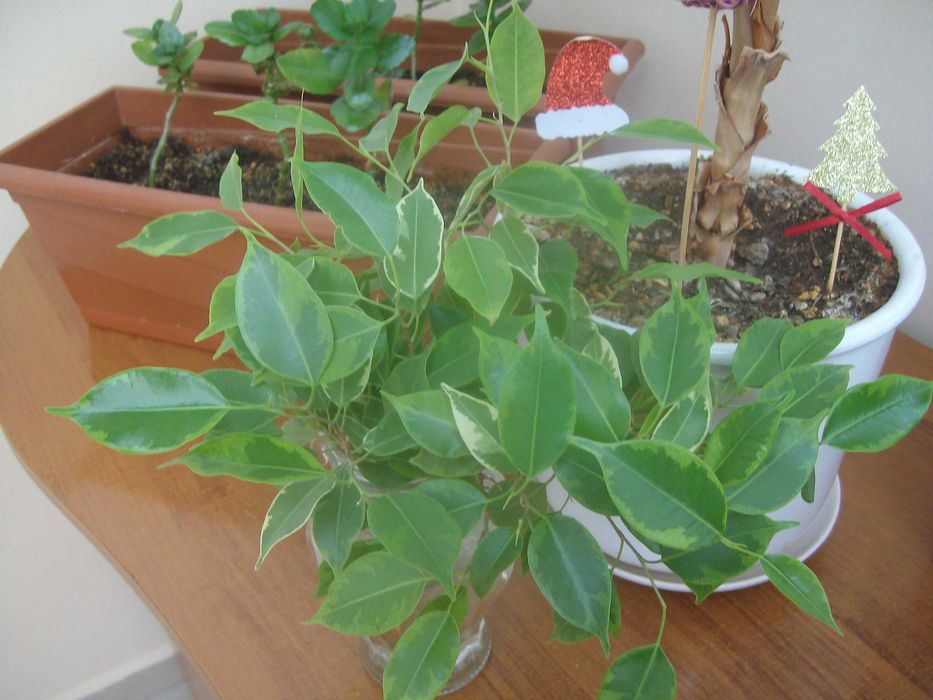 фотоапарат Praktica luxmedia 8303 8.2МРх 
редакция