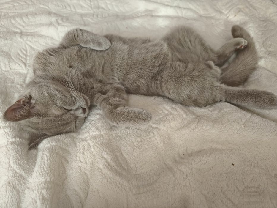Vând pisica British shorthair