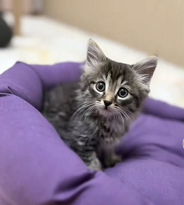 Срочно отдам котёнка в надёжные руки, котёнок, кошка, кот