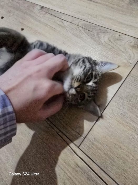 Котенок бесплатно