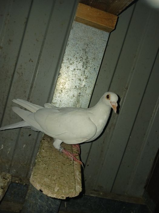 Vand porumbei voiajori