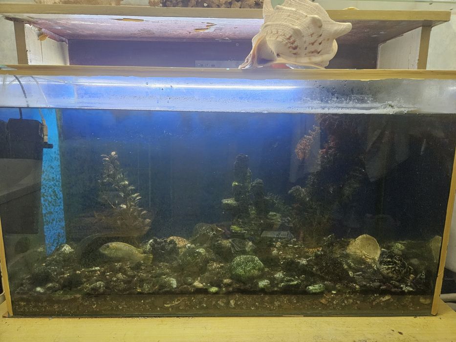 Продам аквариум вместе с рыбами