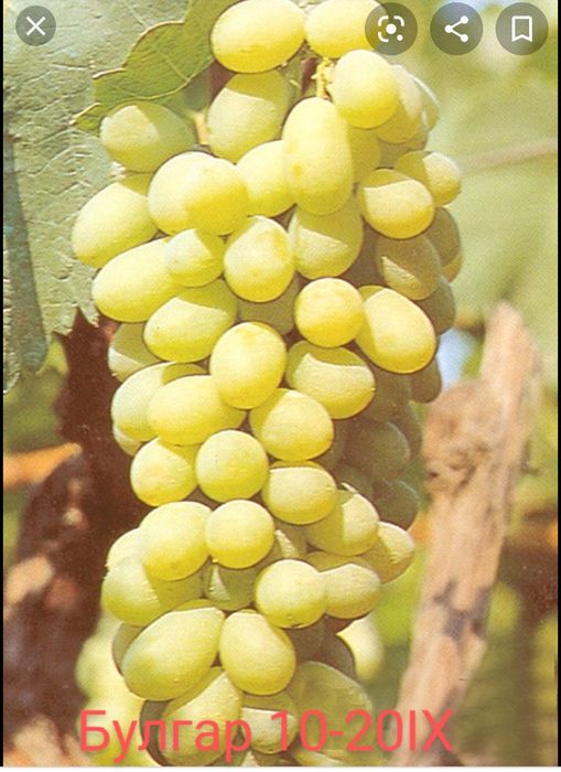 Лози за вкореняване