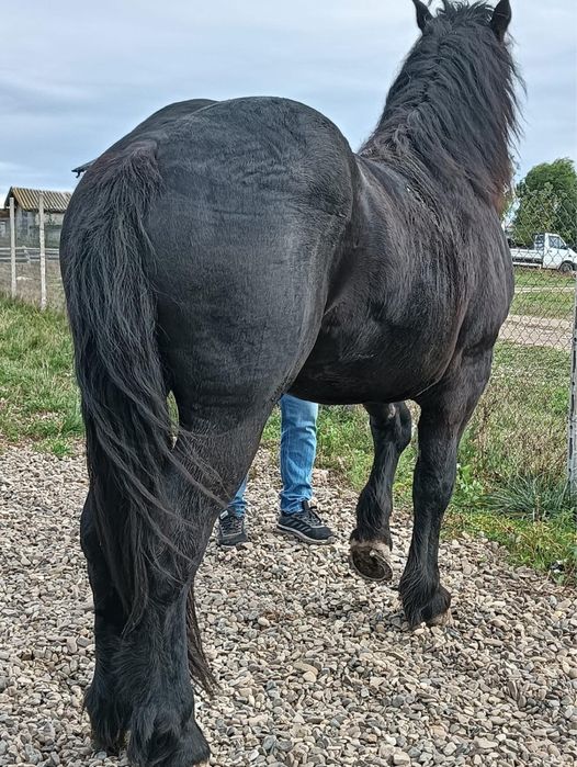 Manz semigreu negru 2 ani