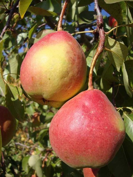 Груши саженцы. Груши крупномеры плодоносящие Алматы и область