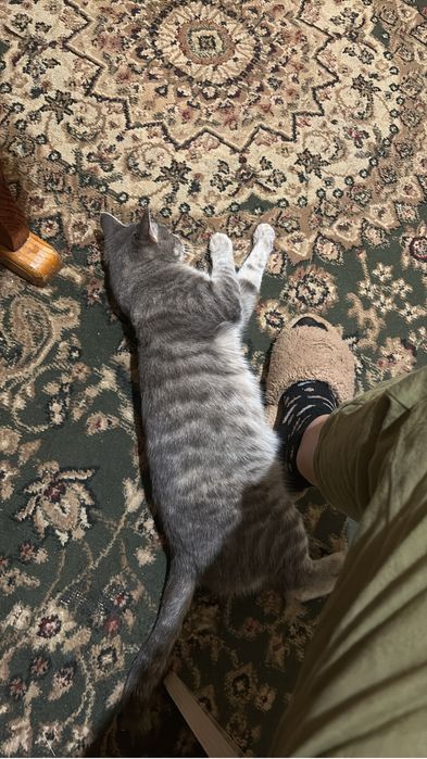 Отдам в хорошие руки кошечку