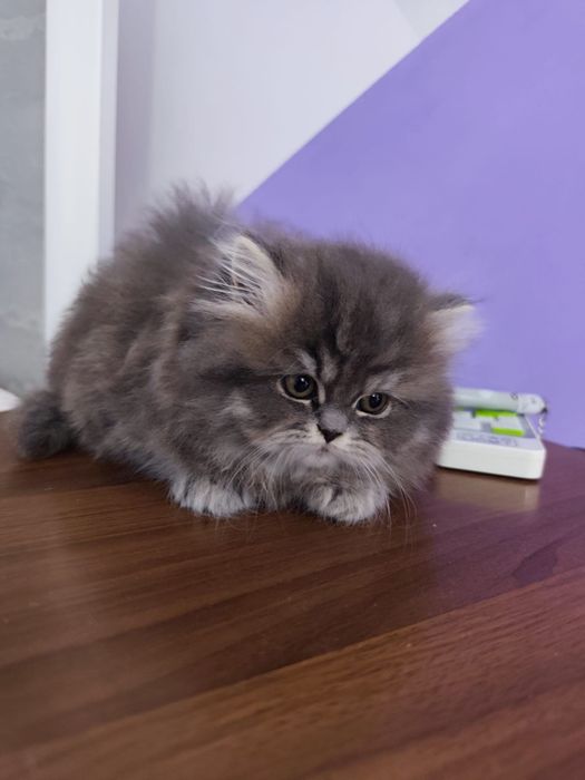 Персийски котета