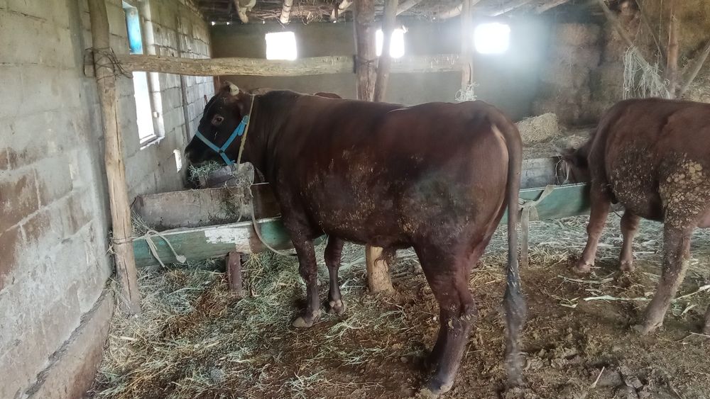 2 yoshli boqishga tayyor hoʻkiz