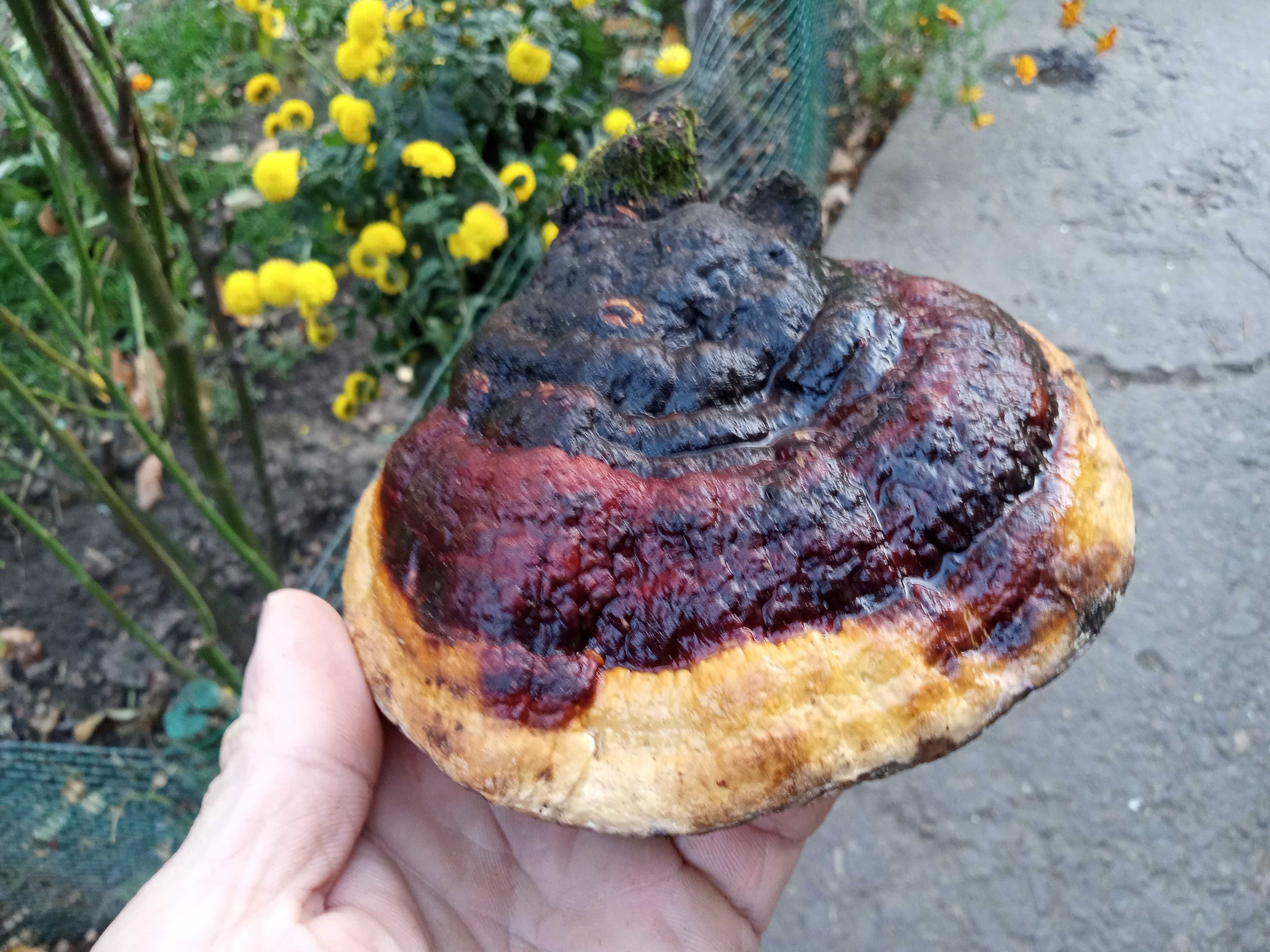 Ciuperca medicinala Reishi, Fomitopsis pinicola