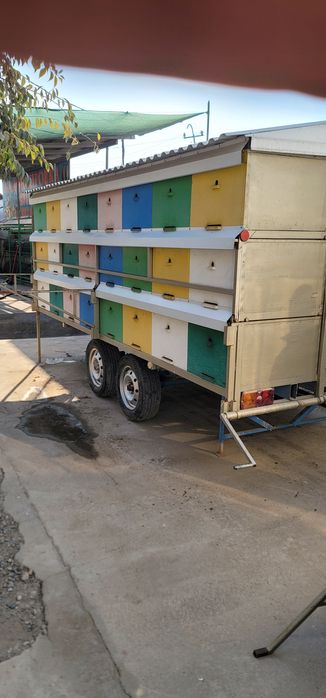 Асал ари вагони сотилади срочно