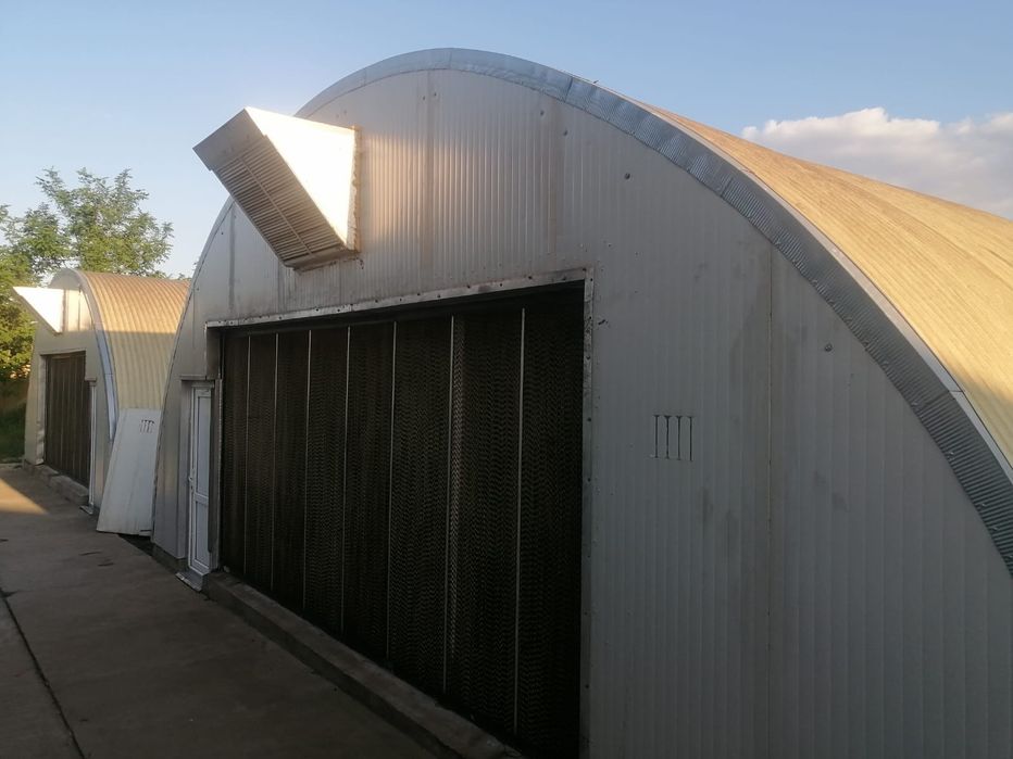 Ciupercărie/hale crestere orice alta leguma în  mediu controlat