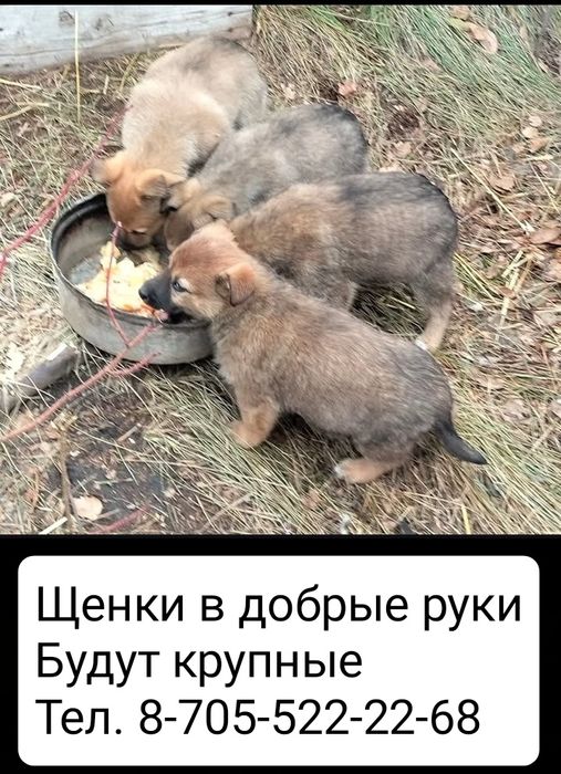 Щенки в добрые руки